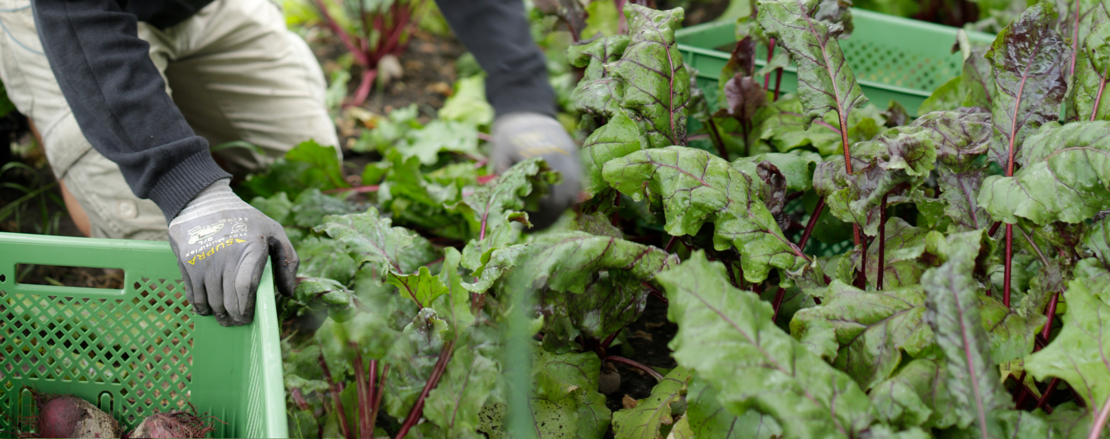 Gärtner (m/w/d) als Fachanleitung für unseren Fachbereich Garten und Land
